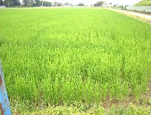 ���d��̐����