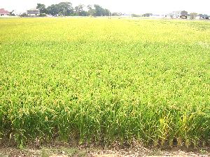 ���n�ԋ߂̎�����